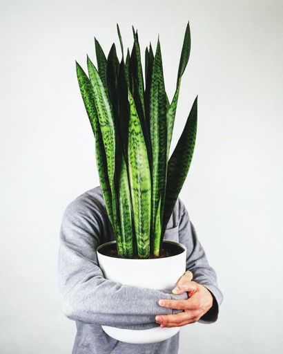 A vertical closeup of a person hugging a Sansevieria Cylindrica plant with a white background