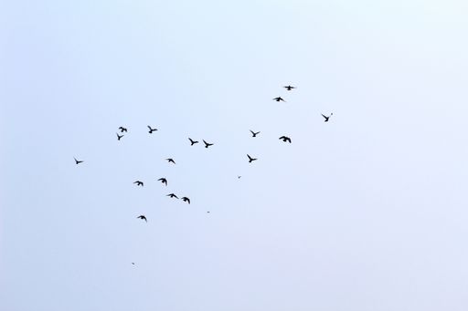A beautiful view of a flock of birds flying in the sky