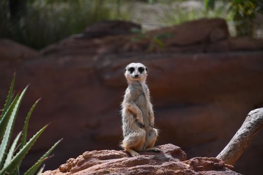 A selective focus of a funny meerkat seeting on a rock and looking to the camera in a zoo