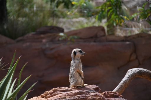 A selective focus of a funny meerkat seetin on a rock and looking aside in a zoo