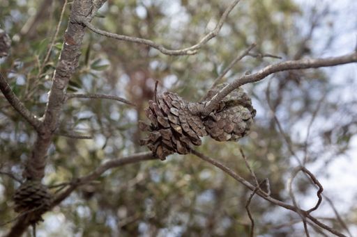 A selective focus of pine cones on a tree branch against a blurred background
