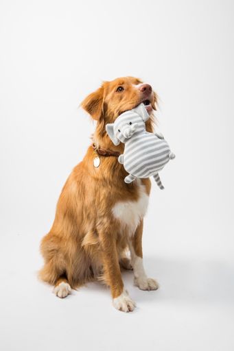 A cute view of a golden retriever puppy holding a toy in his mouth sitting on the white ground