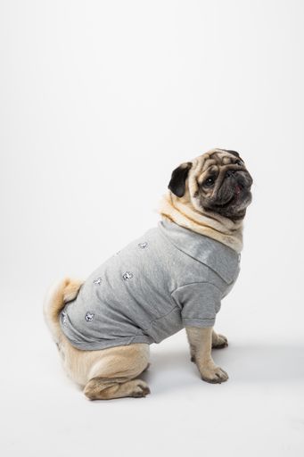 A cute view of a pug wearing clothes standing on the ground on a white background
