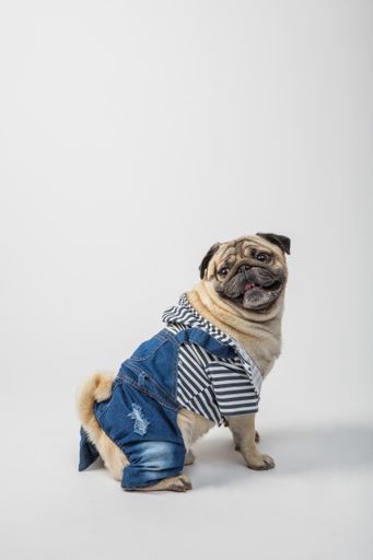 A cute view of a pug wearing clothes standing on the ground on a white background