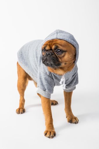 A cute view of a pug wearing clothes standing on the ground on a white background
