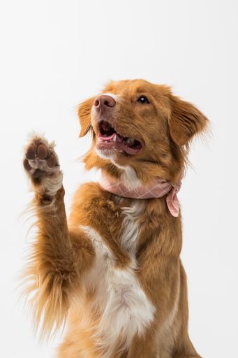 A cute view of a golden retriever jumping up on a white background