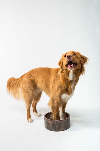 A cute view of a golden retriever standing inside of his food bowl on a white background