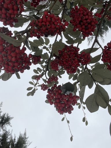 A vertical shot of rowan berries hanging on its tree branch
