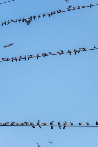 A vertical low angle shot of pigeons sitting on electric wires in Mumbai, India