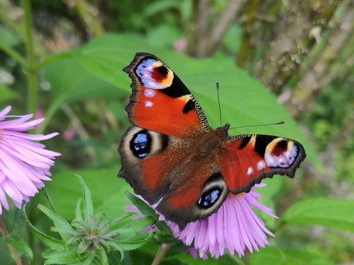 A peacock butterfly with purple and orange wings atop a vibrant purple flower
