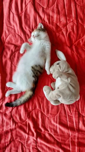 A vertical top view of a cute cat sleeping with a to on a red blanket