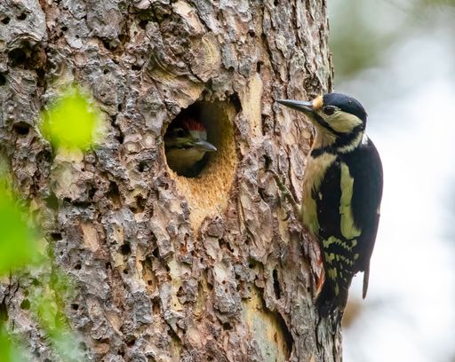 A shallow focus shot of a Woodpecker bird with her chick on a nest inside a tree trunk