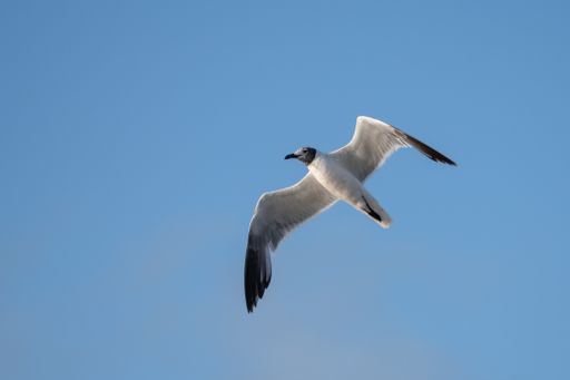 A low angle view of the white seagull soaring in the clear blue sky on a sunny summer day