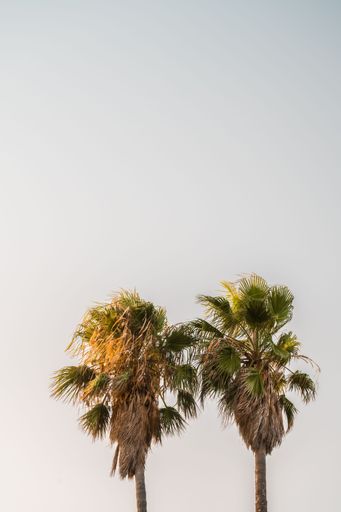 Sunlit palm trees during a summer sunset at the beach in Le Lavandou, France.
