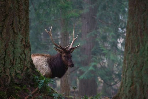 A beautiful shot of a dark brown deer with sharp antlers in a forest