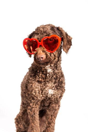 A close-up shot of a brown canine wearing red eyeglasses while sitting on a white surface