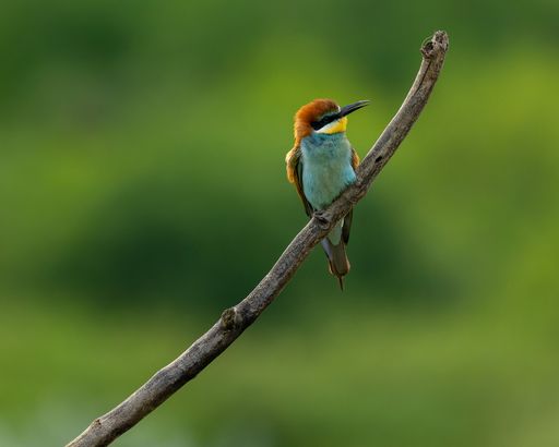 A selective focus of a chestnut-headed bee-eater perched on a tree branch, green blurred background