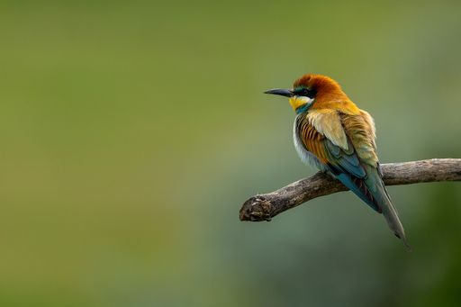 A selective focus of a chestnut-headed bee-eater perched on a tree branch, green blurred background