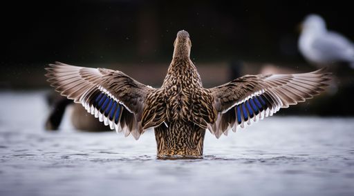 A female Mallard swimming in a pond, stretching its wings outward in an effort to take in the fresh air