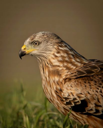 A vertical closeup shot of a red kite bird eprched on a field