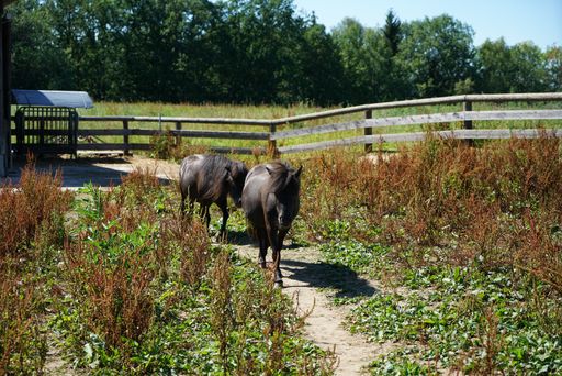 A closeup of horses in a ranch covered in greenery under the sunlight in the countryside
