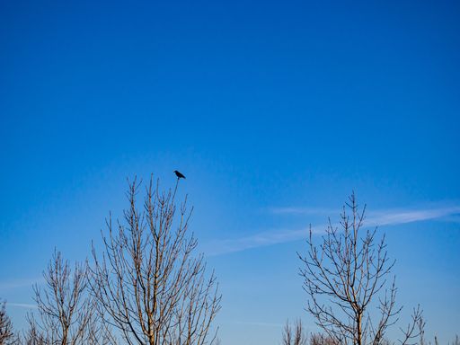 A low angle shot of bare trees with a bird perched on a branch under a blue sky
