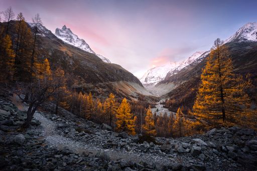 The valley of Zinal and Besso mountain at sunrise in autumn, with golden larches under a pastel-colored sky