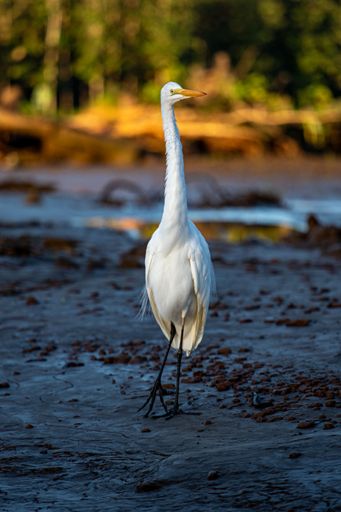 A vertical shot of a white  Eastern great egret standing on the ground with a blurry background