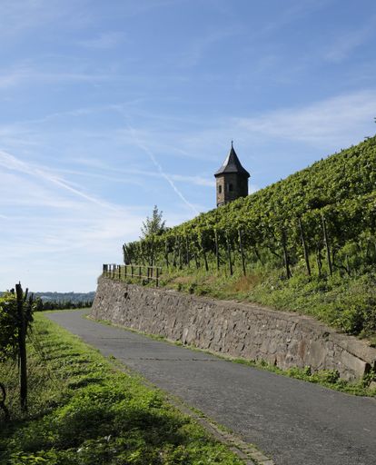 A vertical shot of a countryside path through a vineyard near Koenigswinter, Germany