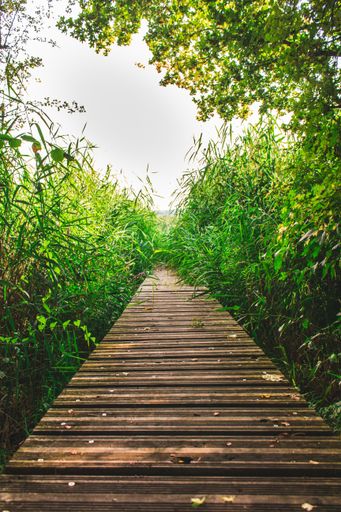 A vertical shot of a walkway going through trees and bushes