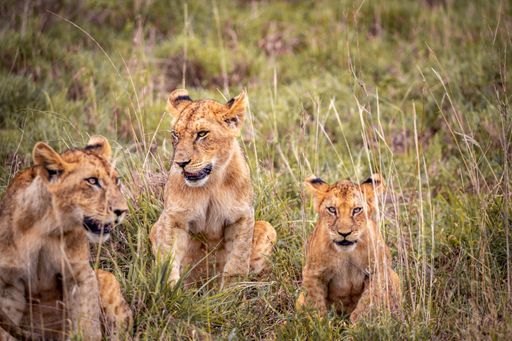 Three majestic lions standing side-by-side in a lush green grassy field, looking off into the distance with a powerful presence in Kenya, Africa