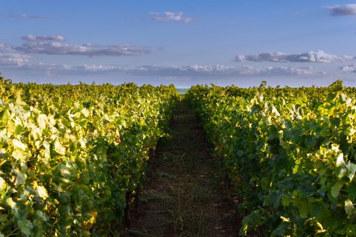 A wide angle shot of a walkway going through plants under a sky full of clouds