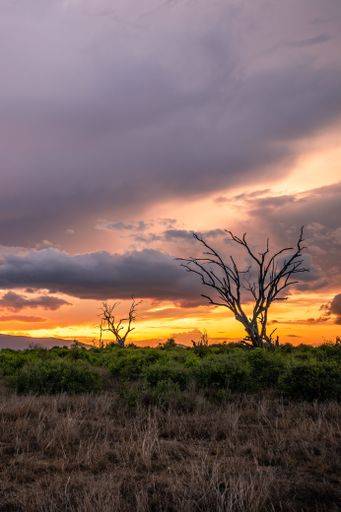 Beautiful sunset with rain clouds in the Tsavo National Park, located in the savannah of Kenya, Africa