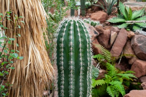 A vibrant green cactus plant is planted surrounded by various small rocks and other plants in the ground