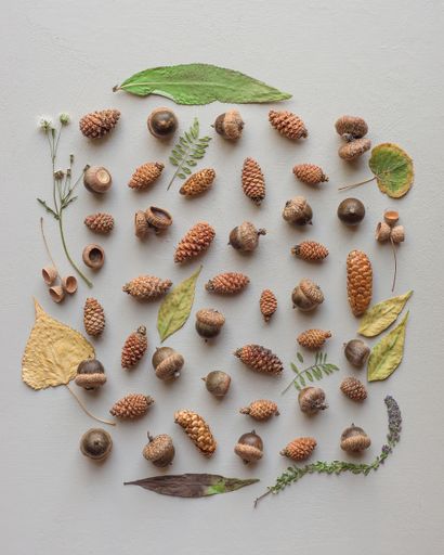 A beautiful natural collection of different types of pinecones and acorns with different types of leaves as a frame