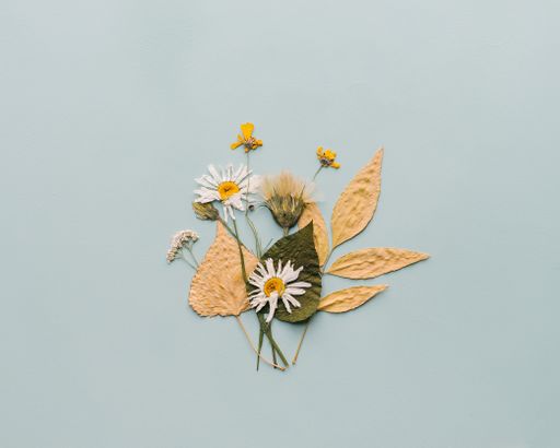 A beautiful herbarium made of mayweed and other different kinds of leaves on a light purple background