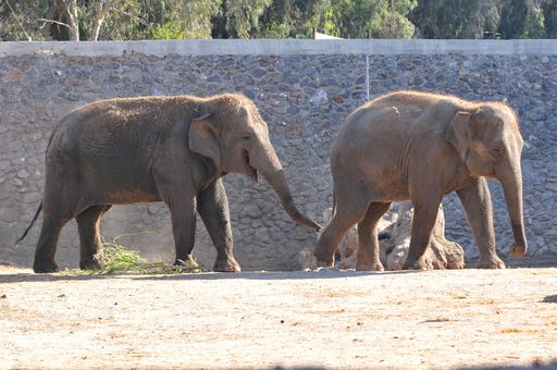 A huge adult elephants walking in a zoo against a stone-walled background