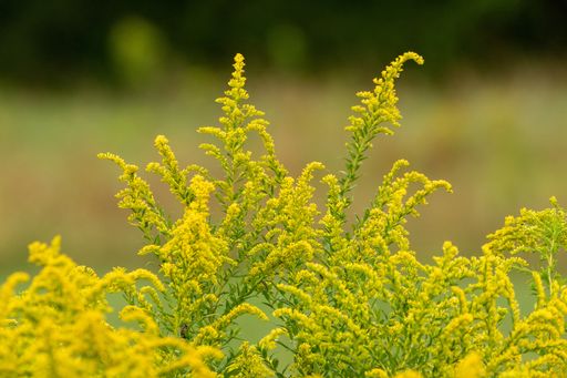 A closeup shot of beautiful yellow giant goldenrod flowers in a field