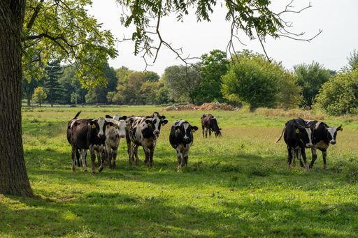A herd of numbered cows grazing on the pasture