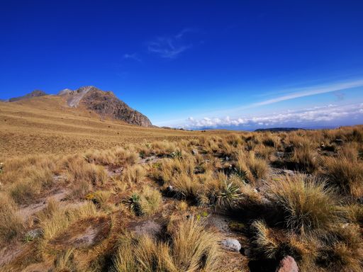 The beautiful grassland of Nevado de Toluca National Park in Mexico under a bright blue sky