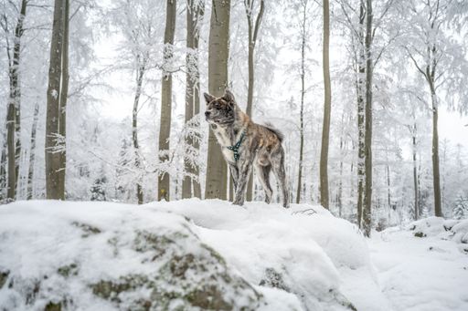 A majestic akita inu dog stands atop a snow-covered landscape, surrounded by snow-covered trees