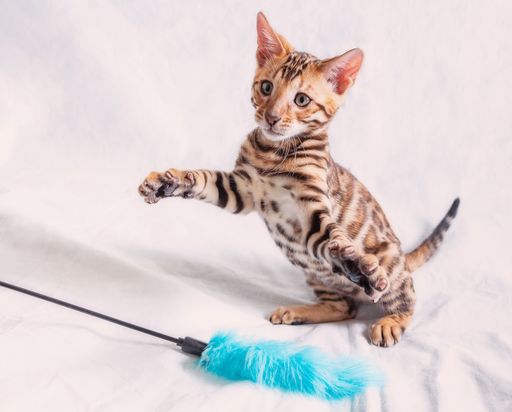 A small young Bengal kitten stands on its hind legs, spreads the front legs to the sides and tries to catch a fluffy toy