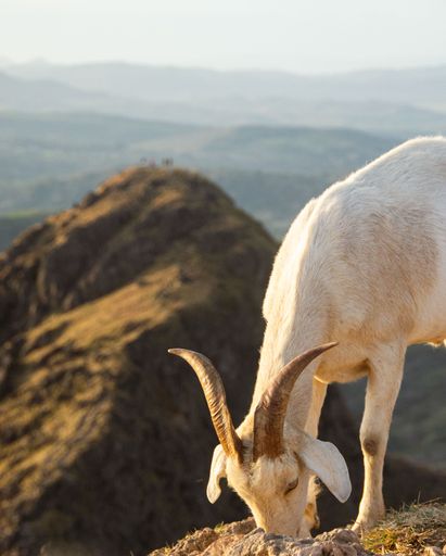 A white goat standing on top a rocky hillside, its gaze focused on the search for sustenance
