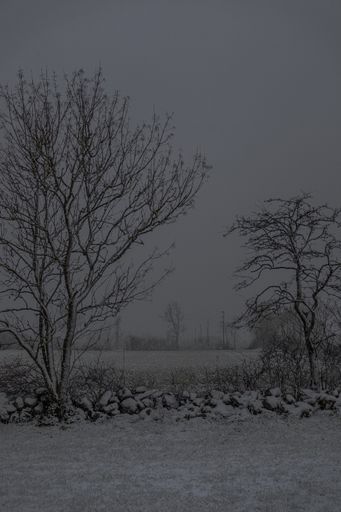 A vertical shot of several dry trees next to each other during winter