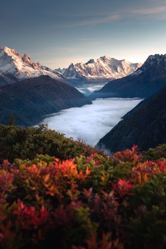 Autumnal sunset over a cloud inversion in the Mont Blanc Valley, with blueberries bush turning red in the foreground. Shot from Emosson, Valais