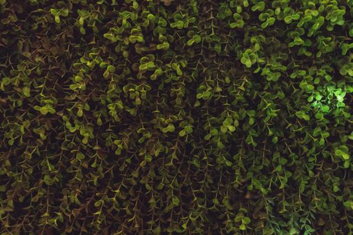 A closeup shot of a leafy green surface
