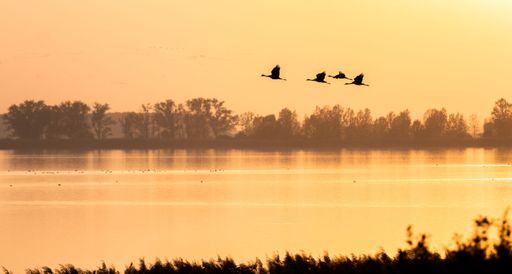 A flock of birds soar in the bright golden sunset sky above a tranquil body of water
