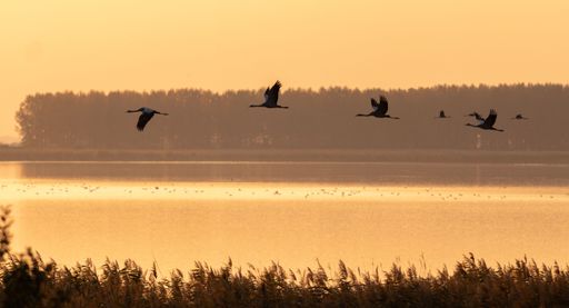 A flock of birds soar in the bright golden sunset sky above a tranquil body of water