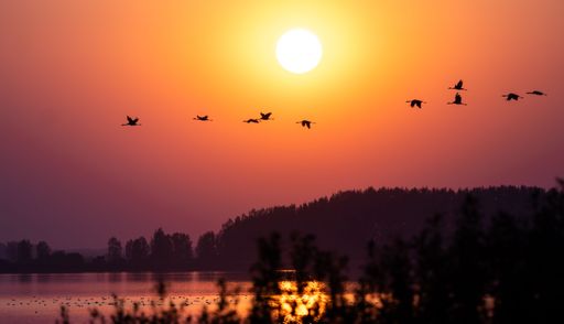 A flock of birds soar in the bright fiery sunset sky above a tranquil body of water
