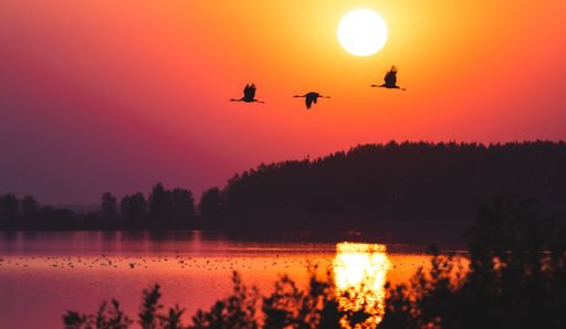A large group of birds flying in front of a breathtaking sunset sky over a peaceful lake